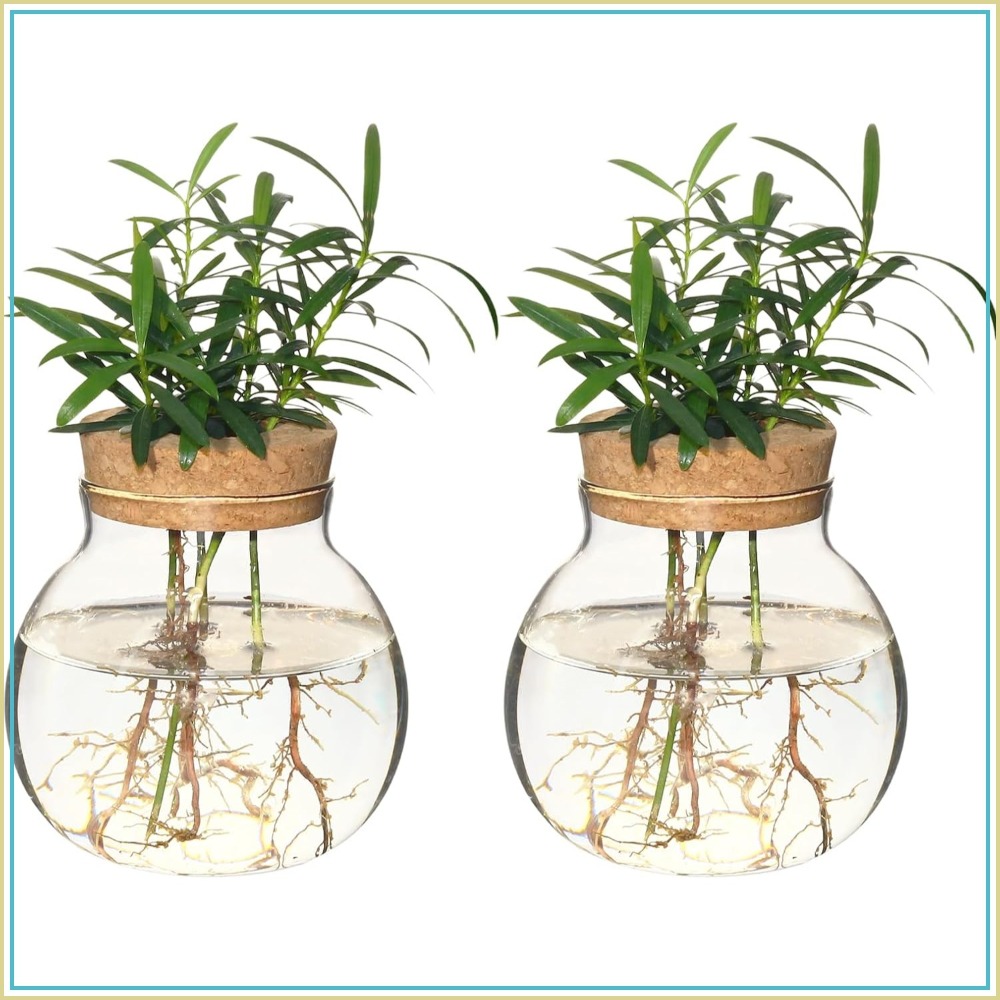 Hydroponic Plant Propagation S - Propagation Station Vase incelemesi ve fiyatı