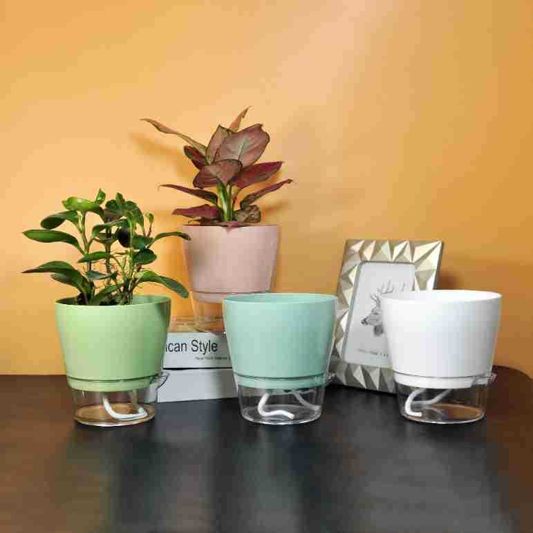 Lazy Flower with Drainage Hole - Self Watering Insert incelemesi ve fiyatı