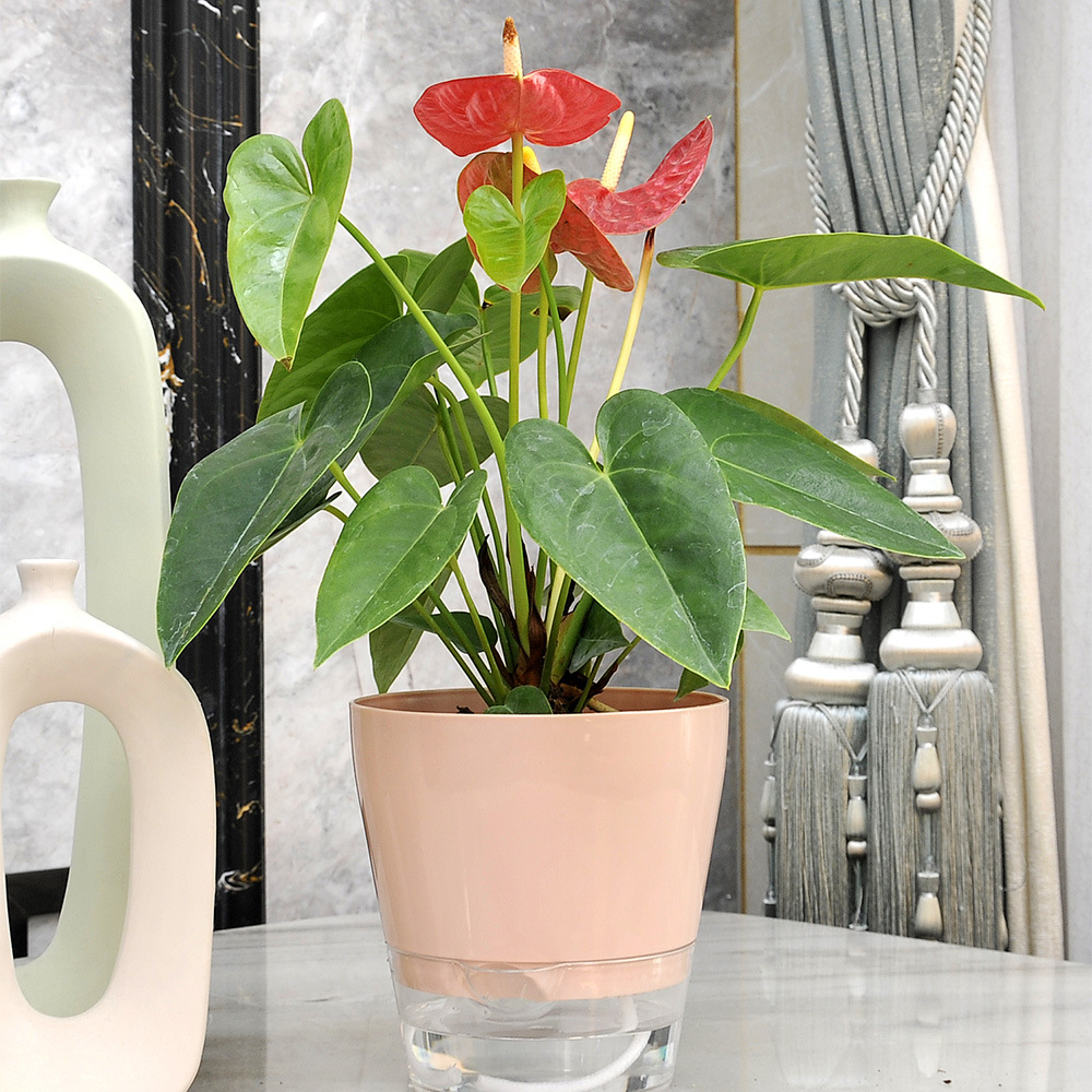 Lazy Flower with Drainage Hole - Self Watering Insert incelemesi ve fiyatı